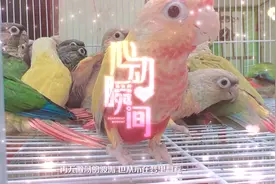 人工繁育 小太阳鹦鹉 合法饲养 带标识脚环