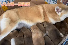 一窝八只小奶狗，看看狗妈妈是怎么安排小奶狗吃奶的，井然有序啊视频封面