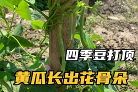 四季豆打顶才能结出更多，矮小的黄瓜长出花骨朵好意外