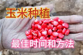 玉米高产施肥配方，2种肥料这样一起用，玉米想不高产都难视频封面
