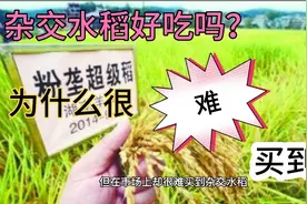 杂交水稻为什么很难买到？！视频封面