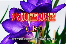 六种“香水花”（上）#花卉视频封面