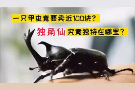 近100块一只的甲虫，好看还是好玩？买吗？视频封面