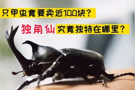 近100块一只的甲虫，好看还是好玩？买吗？视频封面