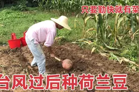 广西留守媳妇台风停后立马去菜地种荷兰豆 秋冬季节 早种早尝鲜视频封面