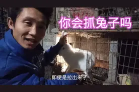 抓兔子是养兔的日常之一，学会正确的抓兔子方式，不伤兔子不伤人视频封面