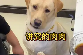 这个吃饺子还要蘸醋的狗狗肉肉红遍全网，真是太讲究了