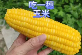 糖人吃玉米升糖高吗？吃一穗黄玉米看看能升多少糖？适合糖人吃吗视频封面