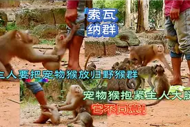 主人要把宠物猴放归野生猴群，宠物猴索瓦纳抱紧主人不肯撒手视频封面