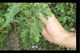 常见中草药之马鞭草视频封面