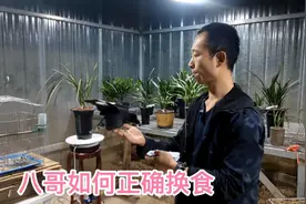 八哥盘飞训练八天了，今天联系听哨子，效果还不错