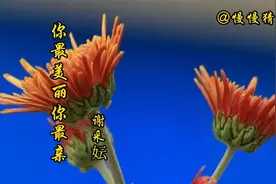谢采妘《你最美丽你最亲》香醇、甜美的歌声，柔美娇气使人陶醉！视频封面