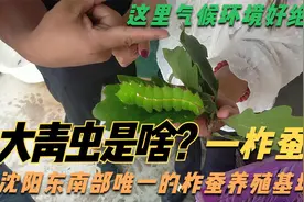 沈阳唯一养柞蚕的地方，现正直蚕茧丰收季，看个头肥大能卖上好价视频封面