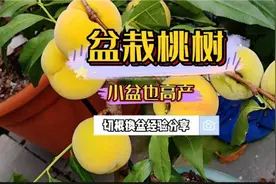 盆栽桃树小盆也能高产的几种树形和切根换盆土的技巧视频封面