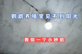 家里养鹦鹉的房间见不到太阳光，没关系，我教你一招视频封面