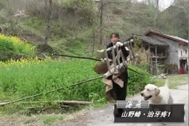 酒燃野蜂巢治牙疼1视频封面