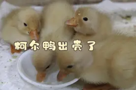 柯尔鸭～鸭鸭那么可爱，怎么可以吃鸭鸭！视频封面