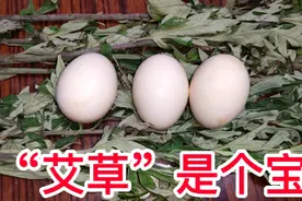 艾草是个宝，艾草和鸡蛋一起煮一煮，竟然有这么多好处，学习了视频封面