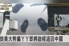 旅美大熊猫“丫丫”预计27日下午到达国内视频封面
