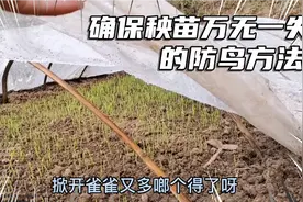 鸟害严重秧苗该咋管理？射洪农民的方法有效还不妨碍管理，很实用视频封面