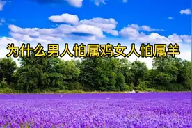 为什么男人怕属鸡女人怕属羊视频封面