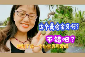 参观上海崇启花卉城，捡到啥宝贝？第一次见这么多大型盆景！真美视频封面