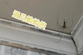 这蜘蛛腿也太长了吧视频封面