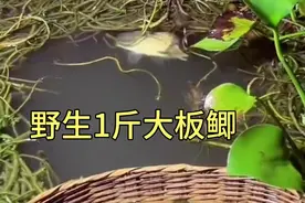 5号袖钩可以钓多大的鱼 草洞钓鲫鱼第3条 收货满满 半斤多的鲫鱼视频封面