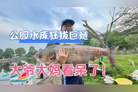 再回东阳公园小水库，狂拔巨鲢，晨练的大爷大妈都看呆了视频封面