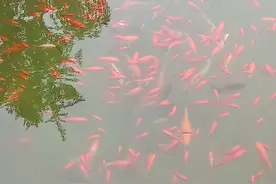 如皋市长江镇视频封面