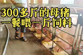 猪价不涨，300斤的母猪一餐喂一斤饲料，把母猪都饿瘦了，太难了视频封面