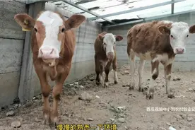 贩牛比养牛赚钱？倒卖一头牛能赚多少？首次贩牛，会不会被同笑话