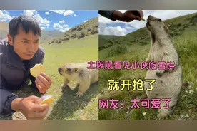 土拨鼠看见小伙吃雪饼，就开抢！网友:想养一只！视频封面