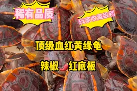 什么是顶级血红安缘龟，紫檀壳色，辣椒红底板，今天和大家分享视频封面