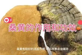 桑黄的功效传奇，颠覆我的认知。视频封面