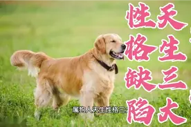 生肖狗天生三大性格缺陷！你有吗？视频封面
