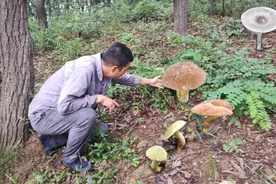 辽宁小伙去深山捡野生菌，发现树叶下面不对劲，扒开一看哇哇大叫