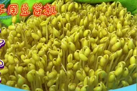 1碗黄豆5天变成一筐豆芽，不用豆芽机，家里有洗菜盆洗菜筐就能做视频封面