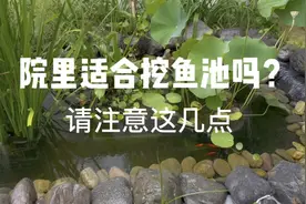 院子里适合挖鱼池吗？只要注意这几点，你自会神清气爽！视频封面