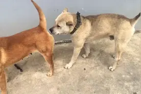 土狗的相亲过程。