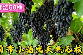 自带小酒窝天然无核，一棵结50多穗的甜蜜蓝宝石，朋友们见过吗？视频封面