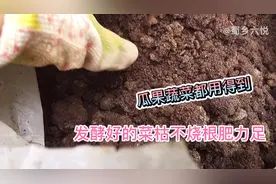 发酵7天的菜籽饼有股甜香味，种菜养花不烧根，肥力足天然有机肥视频封面