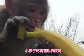 小猴子吃香蕉也懂扒皮吗视频封面