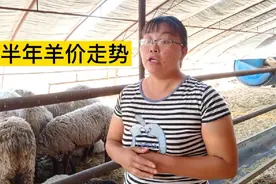 下半年羊价会一直下跌？这几个原因羊价会迎来逆转，答案揭晓！视频封面