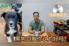 你认为黑狗白胸是好狗吗？告诉相狗师！