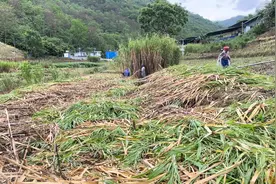 高产优质牧草甜象草，每亩地产30吨，适合喂养食草动物，了解下视频封面