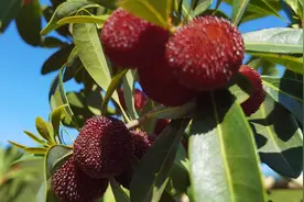 大抵左杨梅节庆丰收视频封面