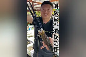 海南野生巨型罗氏沼虾，不愧是世界上最大的淡水虾!