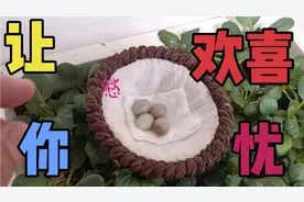 关内小城：玉鸟辣椒红今天验鸟蛋，前些天的惊喜换来了惊吓