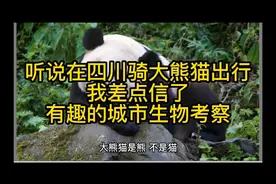 听说在四川骑大熊猫出行，我差点信了，
有趣的城市生物考察。视频封面